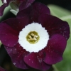 Primula Auricula Lepton's Jubilee - Abriachan Nurseries